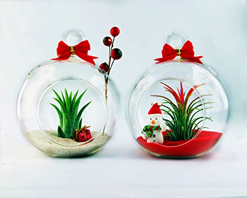 Holiday Globe Set of Two Christmas Terrariums