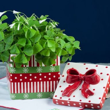 Lucky Sharocks in a Festive Christmas Cookie Jar